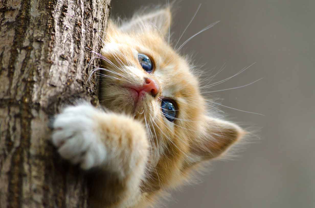 Kitten holding on to tree